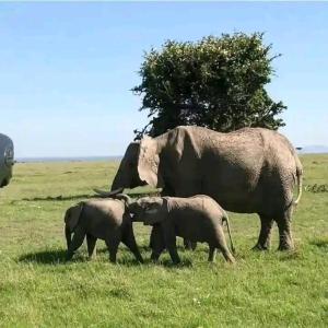 ein großer Elefant und zwei Elefantenbabys laufen auf einem Feld in der Unterkunft Bustani cottages in Voi