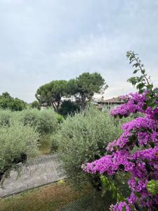 un jardin avec des fleurs et des buissons violets dans l'établissement Villa Biancaluna, à San Felice del Benaco