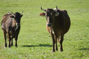 Zvířata v apartmánu nebo okolí