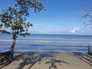 太平洋港Cozy Bure的海滩上的树,背靠大海