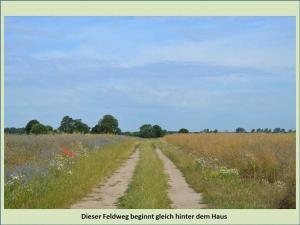 a dirt road through a field of flowers at Grüne Idylle in Borrentin +14 photos