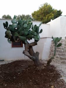 Fotografia z galérie ubytovania Trullo Sotto le Stelle v destinácii Ceglie Messapica