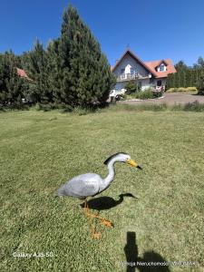 Gallery image of Sunny Hill Apartment in Smętowo Chmieleńskie