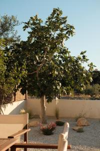 a tree in the middle of a yard with two chairs at Mazi Paros in Aliki