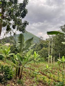 a field of plants with a mountain in the background at MSF BACHELOR PAd in Arusha