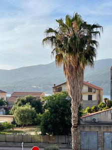 a palm tree in the middle of a street at Héliotrope - 3 chambres in Propriano