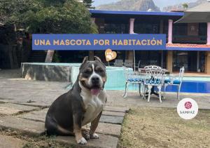 a brown and white dog sitting in front of a pool at Los Cruxes in Tepoztlán