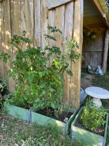 two plants in a pot in front of a fence at Les Hulottes in Le Vrétot