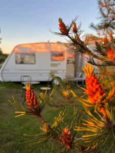 a tree with cones in front of a camper at Vintage Nest by the Sea in Saraiķi +5 photos