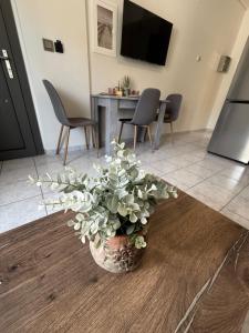 a living room with a potted plant on the floor at The Castle in Igoumenitsa