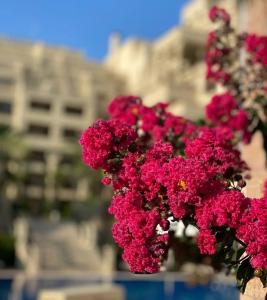 un montón de flores rosas colgando de un edificio en ARGISHT apart 647, en Golden Sands