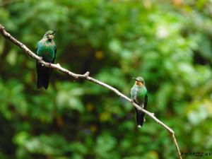 Dois pássaros sentados num galho de árvore em Bosque de Paz Reserva Biologica em Toro Amarillo