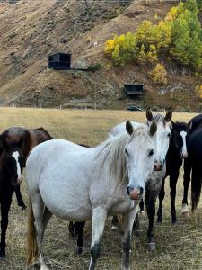 Altri animali domestici presso l'appartamento o nei dintorni