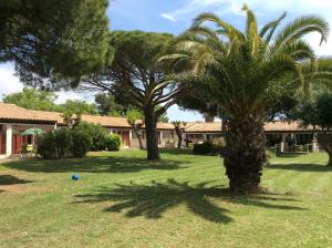 a palm tree in a yard with a ball in the grass at Goélia Le Mas Blanc in Pérols