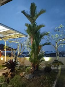 RADJIMIN Homestay في Adi Sutjipto: نخلة في حديقة في الليل