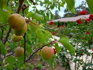 a bunch of apples on a tree in a garden at Пансионат Абрикос in Dolinka +7 photos