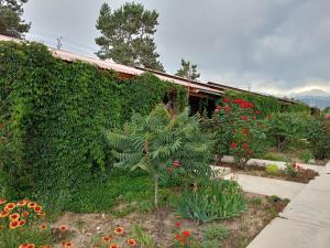 a garden with a plant in front of a hedge at Пансионат Абрикос in Dolinka