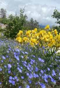 a field of yellow and blue flowers at Пансионат Абрикос in Dolinka