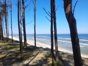 a view of the beach through the trees at Kite Marina Sarbsk in Sarbsk
