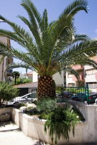 a palm tree in front of a building at Apartment Inge in Split