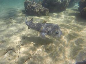 um peixe nadando na água do oceano em Sajee Residence Trincomalee em Triquinimale mais 37 fotografias