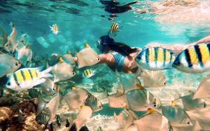uma mulher na água com um grupo de peixes em Sajee Residence Trincomalee em Triquinimale