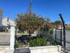 een boom met rode bloemen staat achter een hek bij Casa Vila Sao & Pompeia in Sesimbra +28 foto's