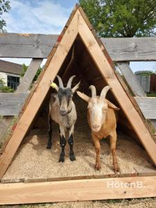 two goats standing inside of a wooden pen at Rouge Tanin Cottage Private Spa Nature & Authentic Charm on a Dordogne in Blanc