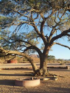 a tree with a bowl under it in a field at Aubures Camp in Helmeringhausen +3 photos