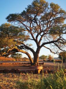 un gran árbol en medio de un campo en Aubures Camp, en Helmeringhausen