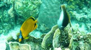 two fish are in the water next to each other at Yefnabi Homestay in Yeben