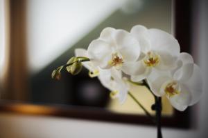 Fotografie z fotogalerie ubytování Hotel Petr v Praze