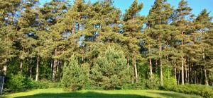 a green in front of a forest of trees at Villa by the Baltic Sea in Palanga