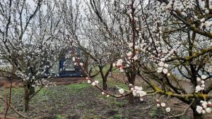Zahrada ubytování Glamping Pod meruňkami