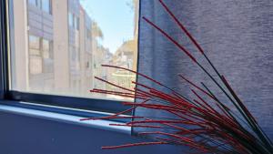 アテネにあるATG Luxury apartment Acropolisの窓辺に置かれた赤い植物