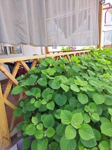 a bunch of green plants in a garden at Ысык-Кол Чок-Тал in Chok-Tal