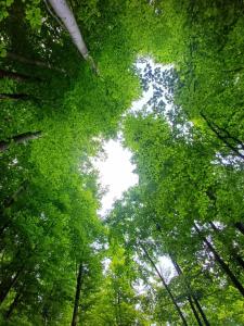 Gallery image of Little forest home 