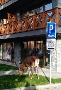 Zvieratá v apartmáne alebo blízkom okolí