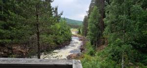 a river in the middle of a forest at Hus Klarälven in Stöllet