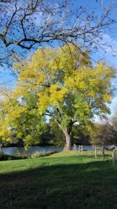 a large tree with yellow leaves in a park at Au cocon des promenades in Pesmes