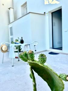 a cactus in the middle of a living room at VISCHI Roof con TERRAZZO e vista in Trani