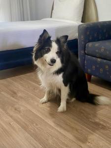 Domácí mazlíčci ubytovaní s hosty v ubytování Macquarie Barracks Motor Inn