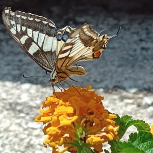 Gallery image of B&B Baglio Ferlito in Buseto Palizzolo +121 photos