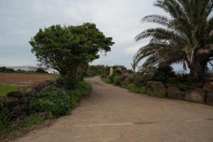 a dirt road with two palm trees and rocks at Jeju Aneuk Stay in Murŭng-ni