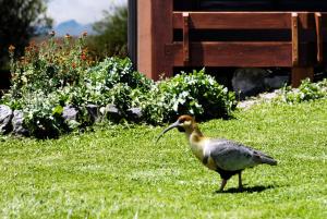 Animais no hotel ou nos arredores