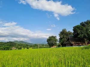 un campo de césped verde con una casa en el fondo en Mộc mạc nhà sàn, en Làng Ha