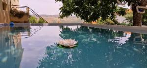 a white flower in the water of a swimming pool at Casa da Fonte in Mangualde