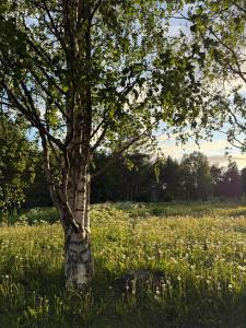 Gallery image of Henniina V Kotoisa - Free parking & Easy Check-in in Oulu