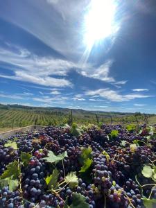 a field of red grapes with the sun in the sky at Casal de' Matti - Casa Margot in Poggibonsi +7 photos
