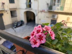 a bunch of pink flowers on a balcony at HrD Luxury Rooms in Palermo